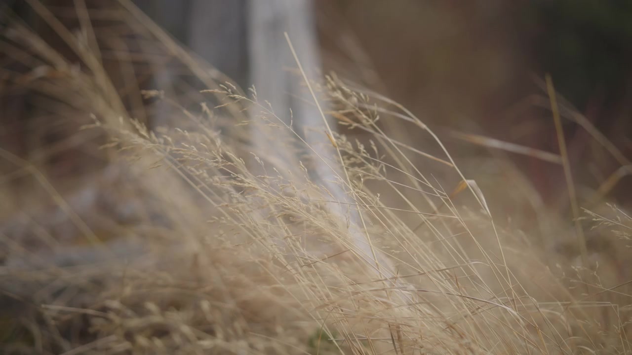 Dry weeds slowly blowing in the wind in late fall