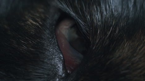 vertical macro shot of the right eye of a dog