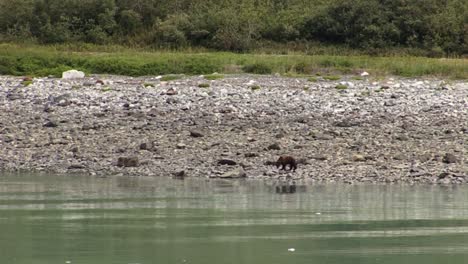 Bear-walking-on-the-rocky-beach-in-Alaska