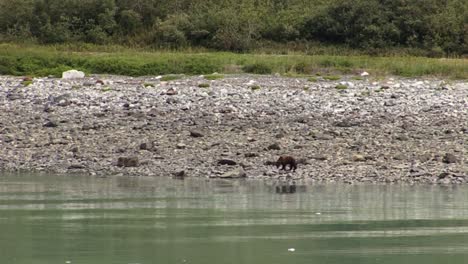 bear walking on the rocky beach in alaska