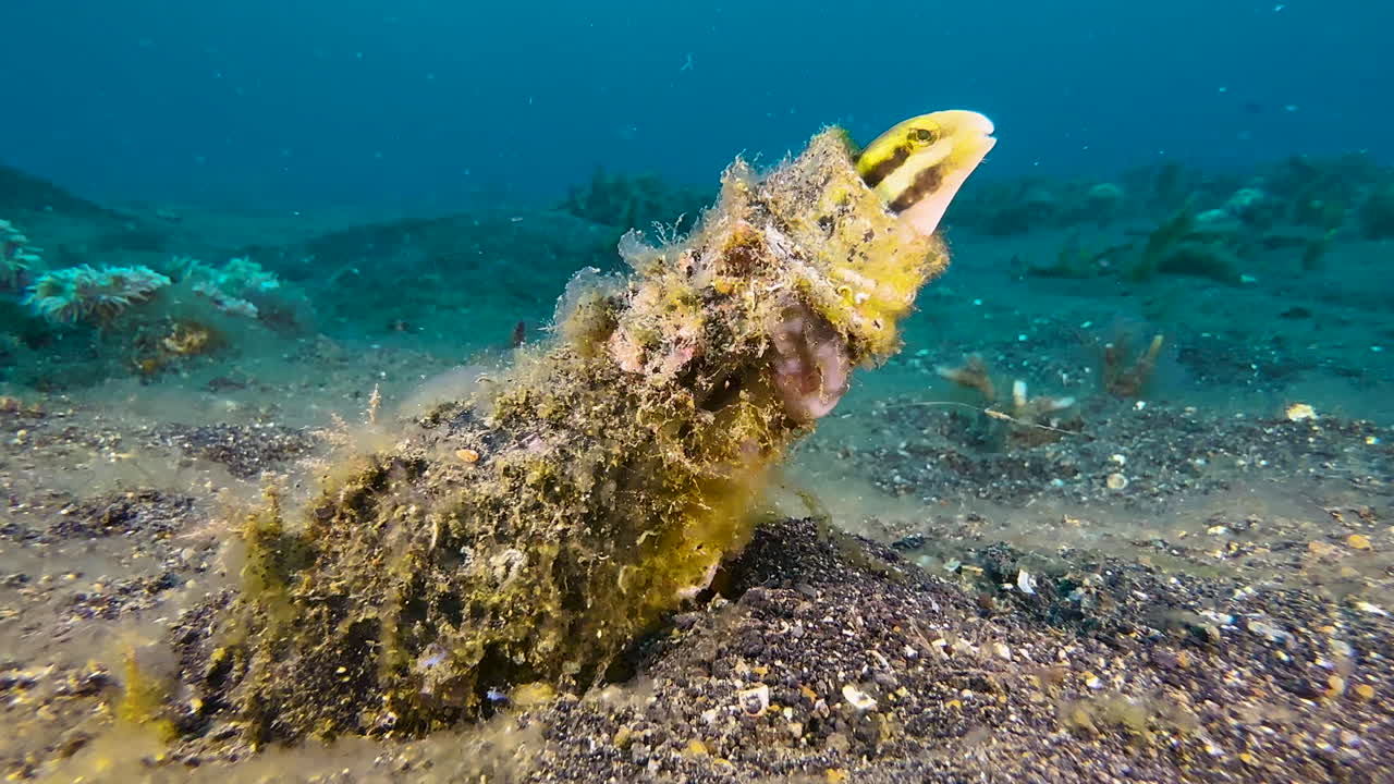 Ripresa subacquea di una bavosa che guarda fuori dal collo di una bottiglia