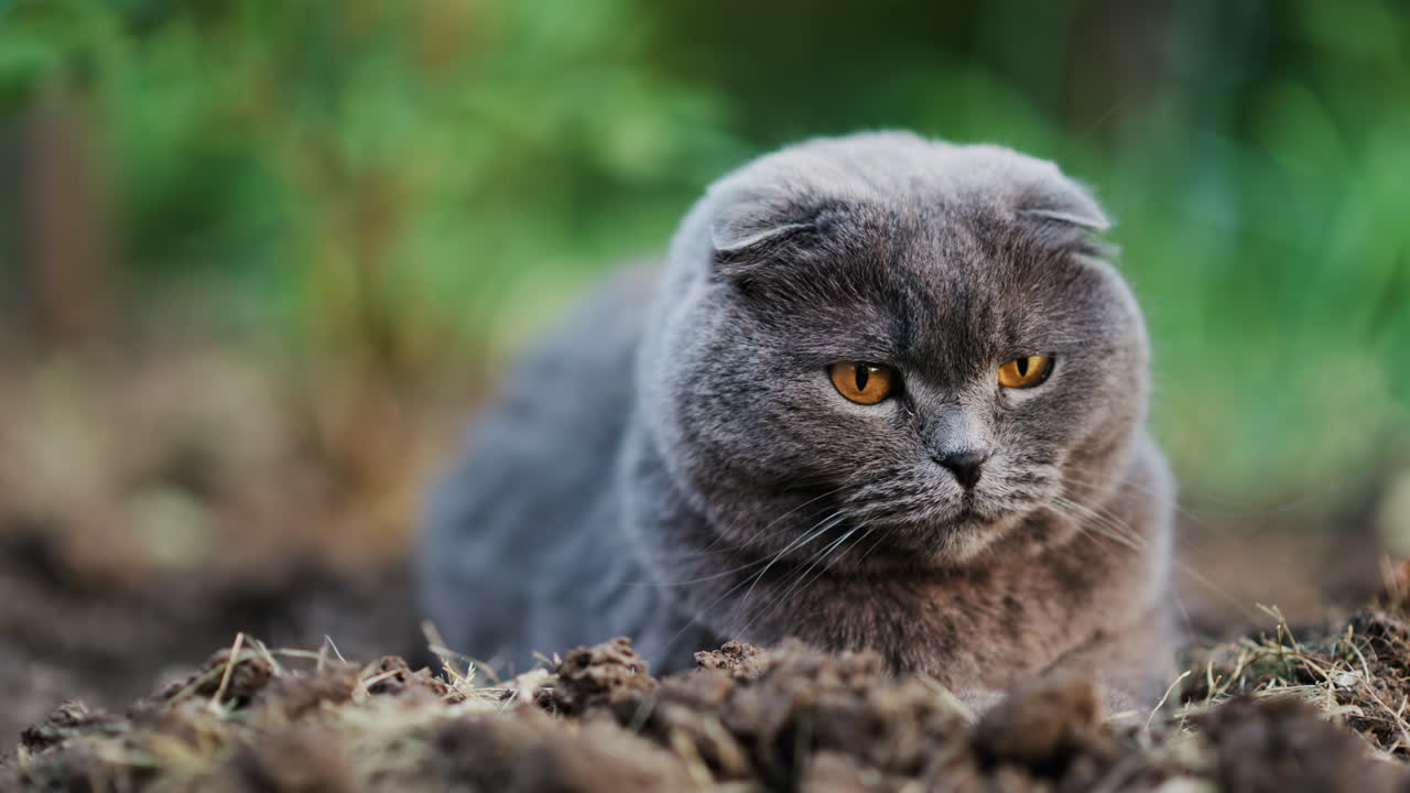 Nærbillede af en Scottish Fold-kat med orange øjne, der sidder på jorden i en have