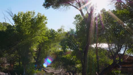 el sol brilla a través de árboles verdes