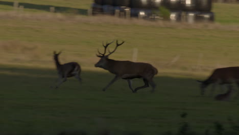 wild deer in meadow calling out for females