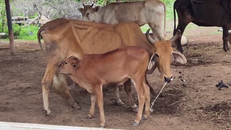cow and calf feeding