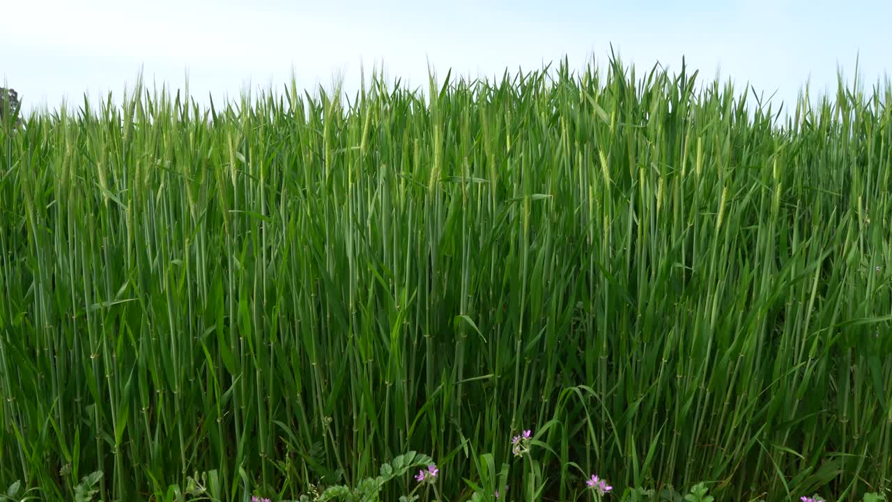 campo de cebada verde, avena en el campo