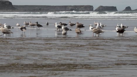 Gaviotas-Occidentales,-Tanto-Machos-Como-Hembras,-Bañándose-En-Un-Río-De-Agua-Dulce-Que-Desemboca-En-El-Océano-Pacífico