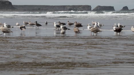 gaviotas occidentales, tanto machos como hembras, bañándose en un río de agua dulce que desemboca en el océano pacífico
