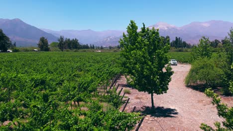 aerial view above pirque vineyard, chile, wine growing valley fields below andean cordillera, famous grape harvesting region