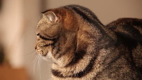 Close-up-of-a-Tabby-Scottish-Fold-cat-in-side-view-looking-so-bored-and-sleepy-at-home-that-shows-the-struggle-of-home-quarantine-and-social-distancing-during-the-covid-19-pandemic