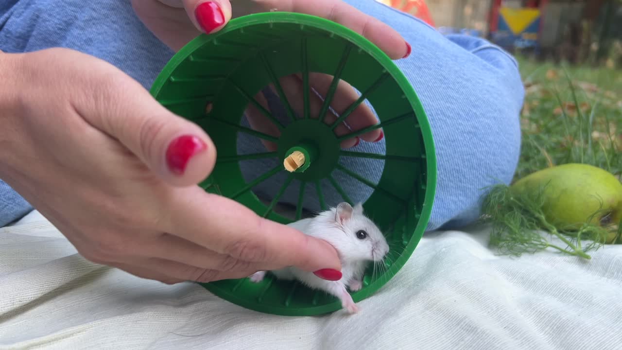 초록색 바에 있는 햄스터