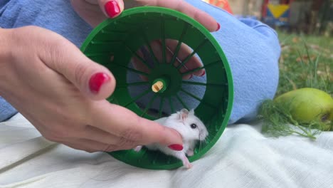 hámster en una rueda verde