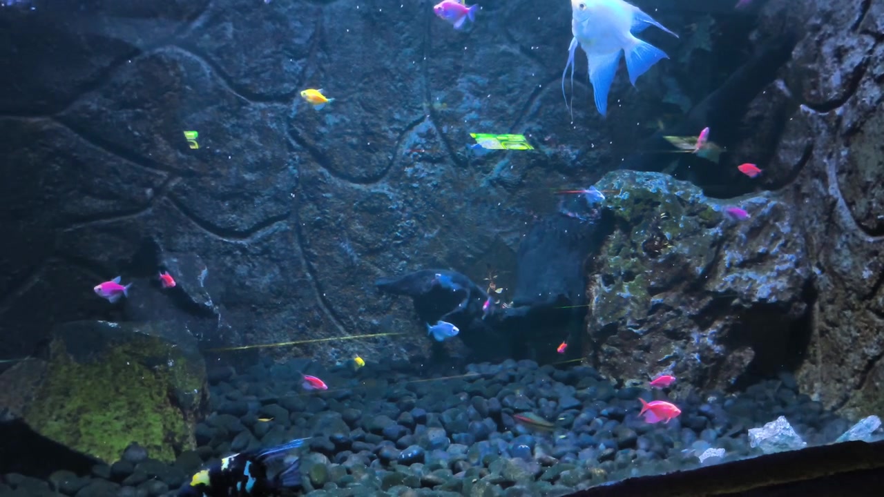 Ikan Tropis Berwarna-warni Berenang di Akuarium Dekoratif