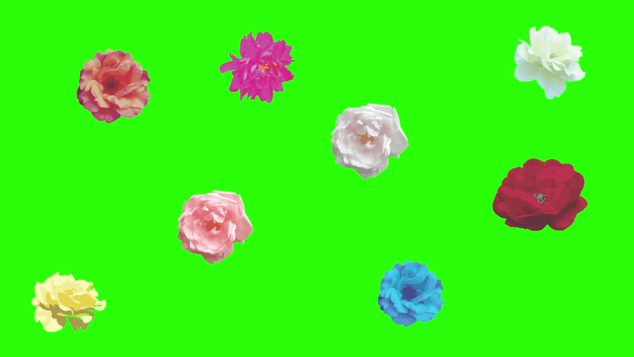 다채로운 장미 꽃 요소 애니메이션 크로마 키, 그래픽 소스