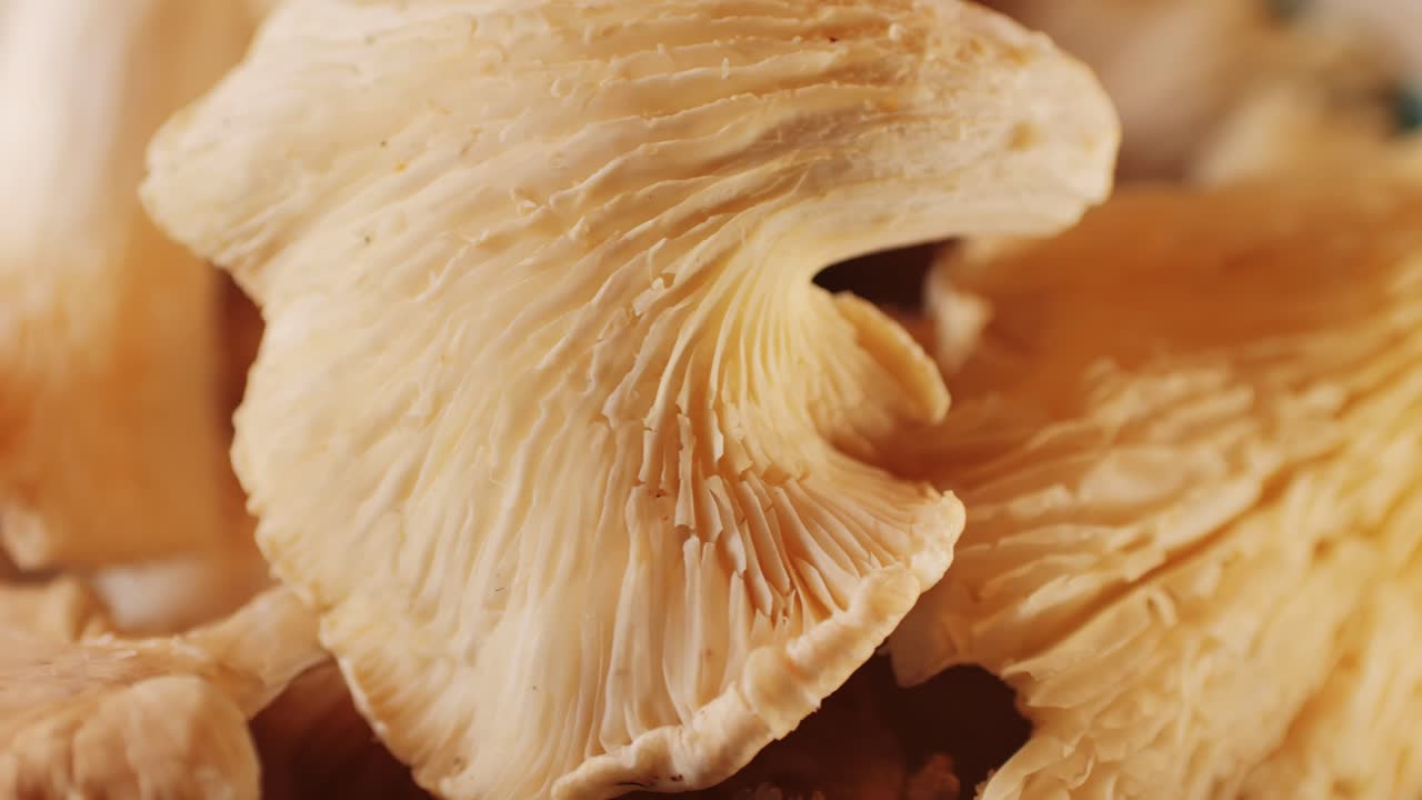la mano de la mujer sostiene una canasta de setas de ostras pulmonares. un primer plano de la comida de los agricultores del supermercado.