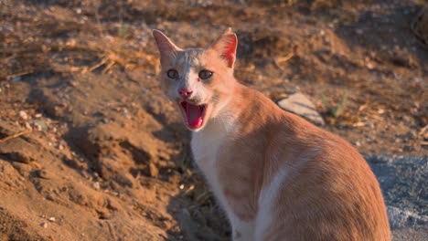 push-in shot of a stray cat yawning, highlighting its relaxed and calm demeanor