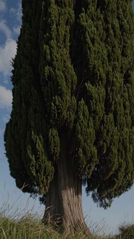 majestic tree captured from a low-angle, emphasizing its towering height against a blue sky