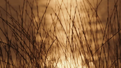 swaying grass against a colorful sunset sea