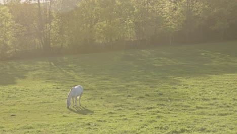 Weißes-Pferd,-Das-An-Einem-Sonnigen-Morgen-Mit-Nebel-Allein-Auf-Grüner-Weide-Weidet