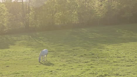 Caballo-Blanco-Pastando-Solo-En-Pastos-Verdes-En-Una-Mañana-Soleada-Con-Niebla