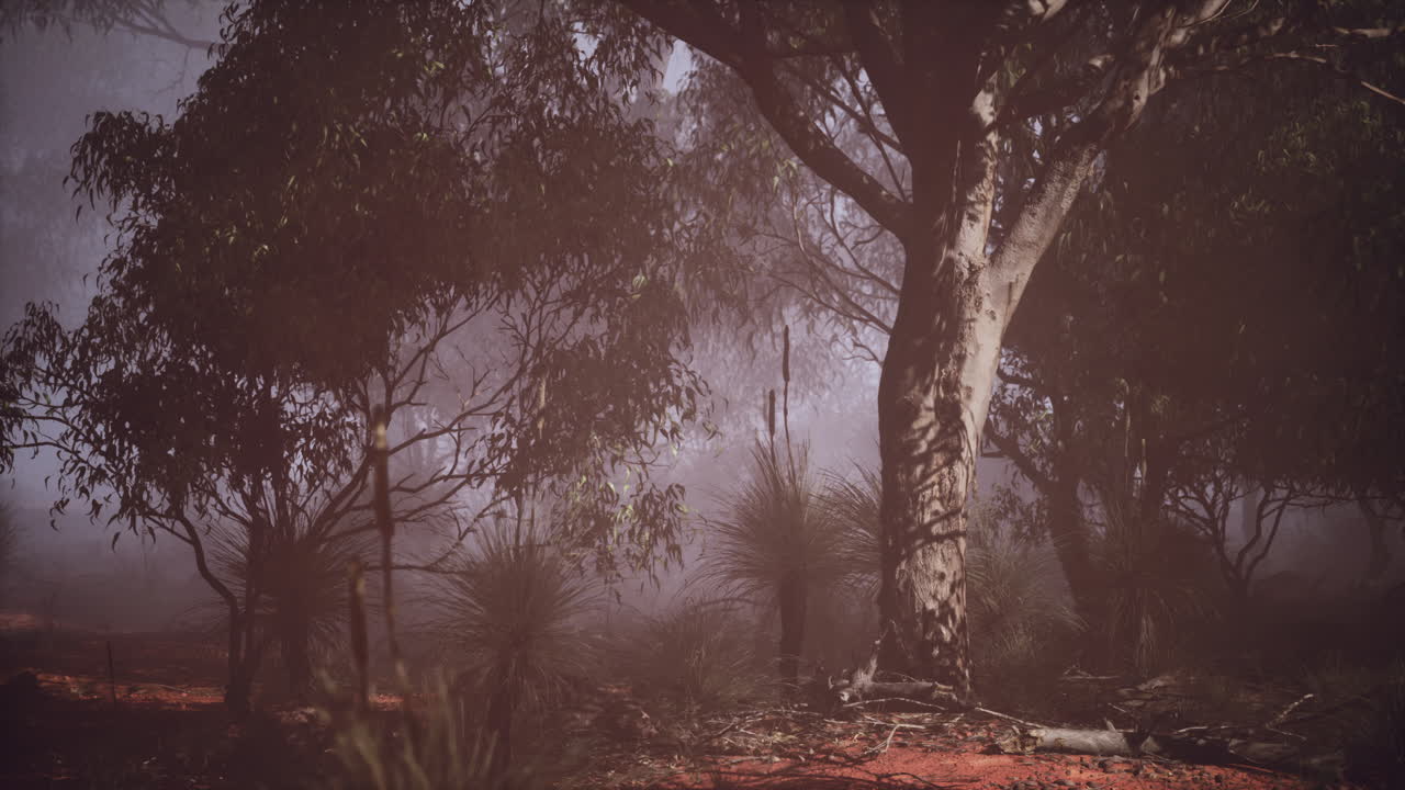 paisaje forestal de niebla