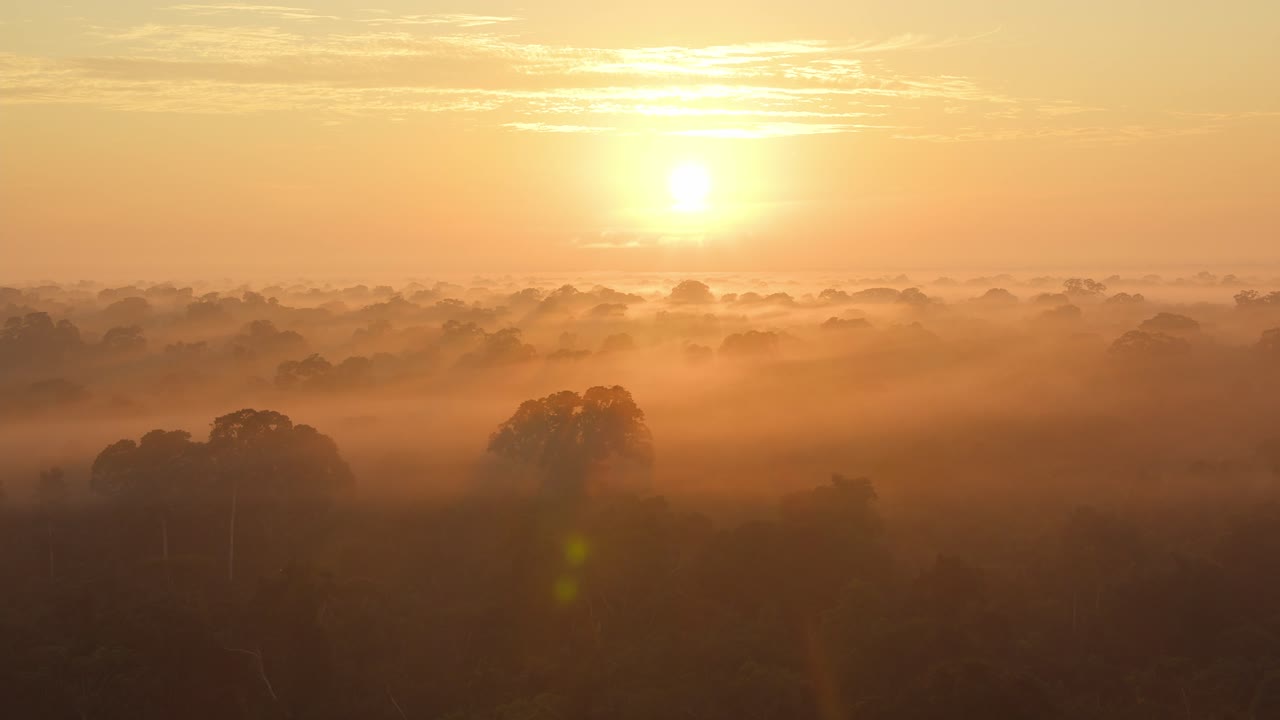 Breaking dawn over rainforest tree canopy, fog between trees at sunrise