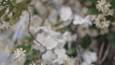 close-up of beautiful white flowers