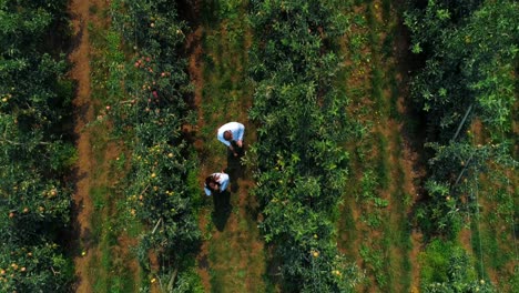 couple farming in the green farm 4k