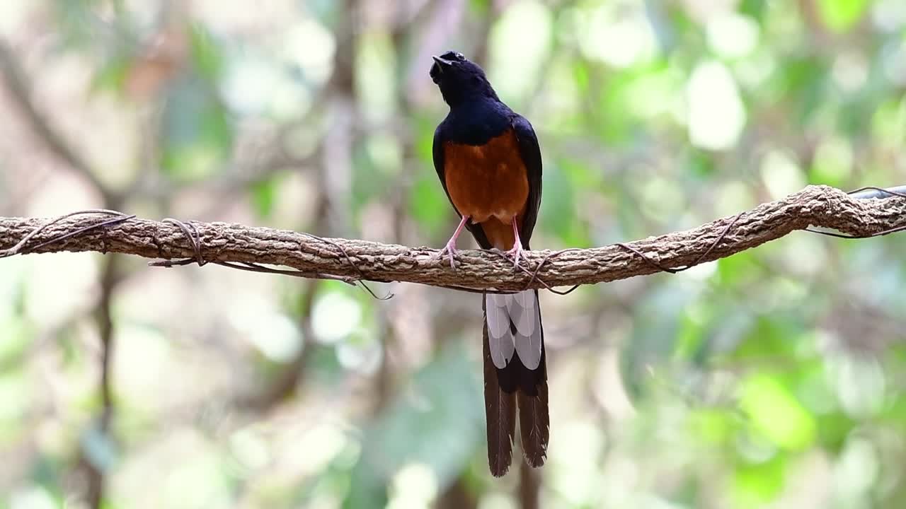 shama de rabadilla blanca encaramado en una vid con fondo bokeo del bosque, copsychus malabaricus, en cámara lenta