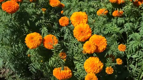 close-up-cempasuchil-flower-moving-to-the-rhythm-of-the-wind,steady-cam