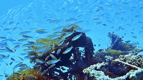 underwater shots while diving on a colorful reef with many fishes.