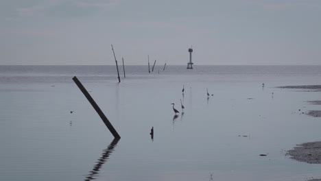 grupo de garzas en aguas poco profundas frente a la costa