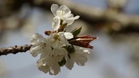 flores blancas florecen en la rama de un árbol con pétalos balanceados por una brisa ligera