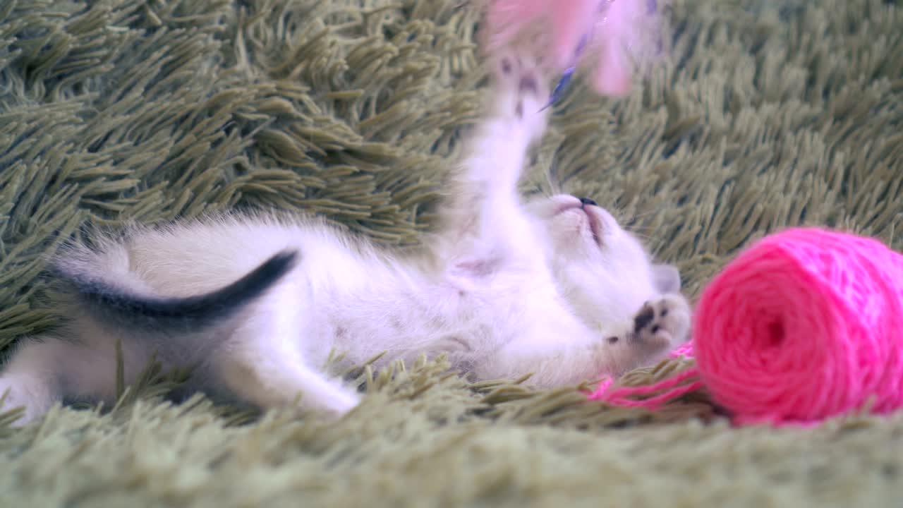 Cute white kitten playing with pink ball of wool