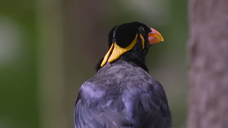 Close-up-portrait-of-common-hill-myna