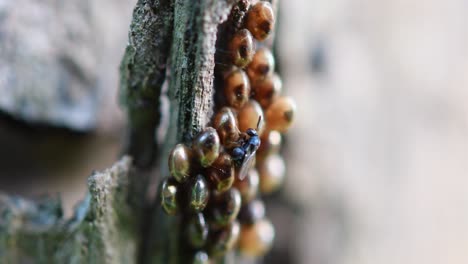 Erzwespe,-Parasitoidwespe,-Thailand,-4k-Aufnahmen