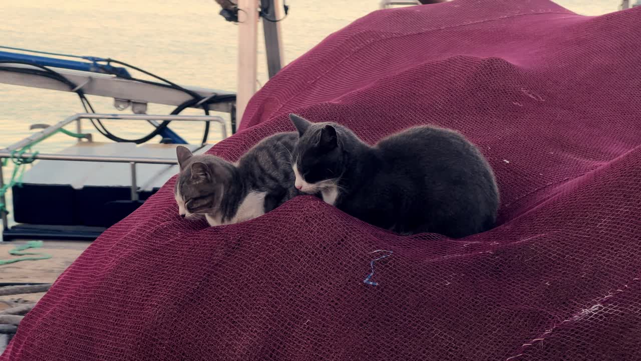 dos gatos se relajan al lado de una red de pesca carmesí, capturando un momento de paz que encarna el ambiente marítimo de un pintoresco pueblo de pescadores