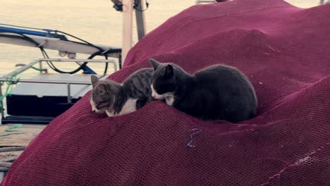 due gatti si rilassano accanto a una rete da pesca cremisi, catturando un momento di pace che incarna l'atmosfera marittima di un pittoresco villaggio di pescatori