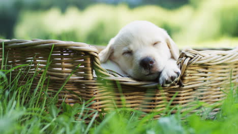 süßer kleiner labrador-welpe, der in einem korb auf dem grünen gras im park schläft