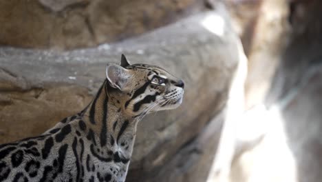 Slow-motion,-static-shot-of-a-spotted-ocelot-standing-alert-in-shade-before-rocks