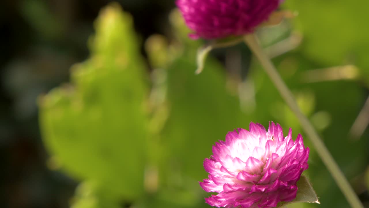 Tangkapan makro close-up bunga Gomphrena globosa merah muda cerah yang bergoyang lembut di taman yang cerah.