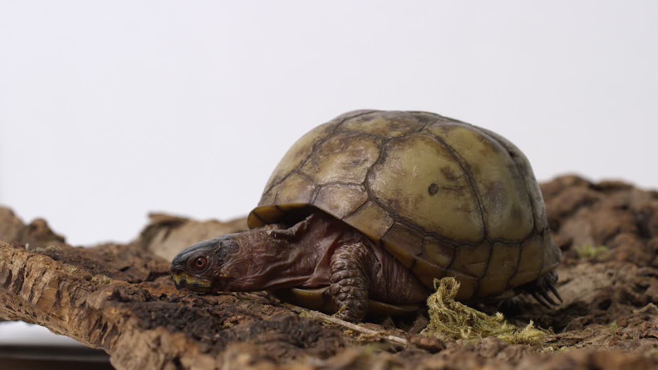 일반 상자 거북이는 조심스럽게 주변을  ⁇ 새를 맡으며 지형을 조사합니다.  ⁇  바탕에 고립되어 있습니다.