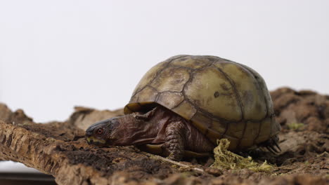 la tortuga de caja común investiga con cautela el terreno olfateando alrededor - aislado en un fondo blanco