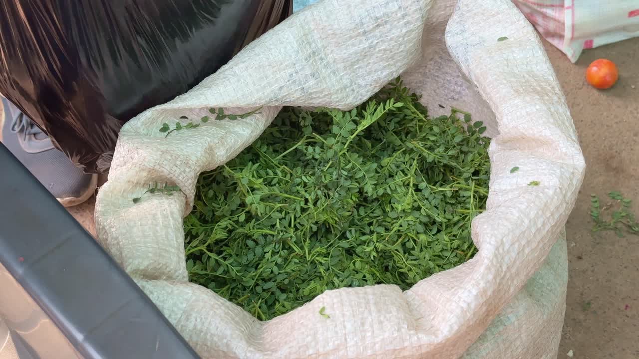 Fresh green gram leaves for sale at the vegitable market, its used to make chana ki bhaaji also called green chana Saag