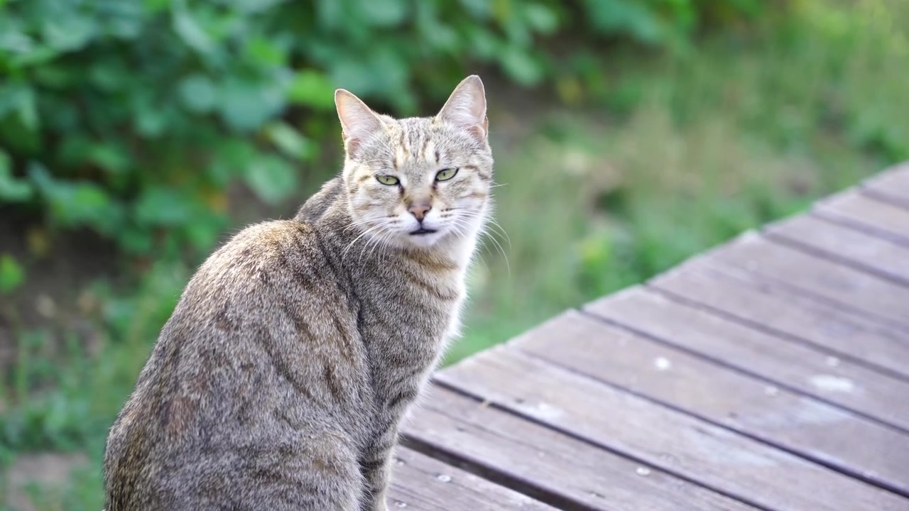 Primo piano di un gatto randagio nell'Area Scenica di Longshan a Wuxi, Cina 4K50p.