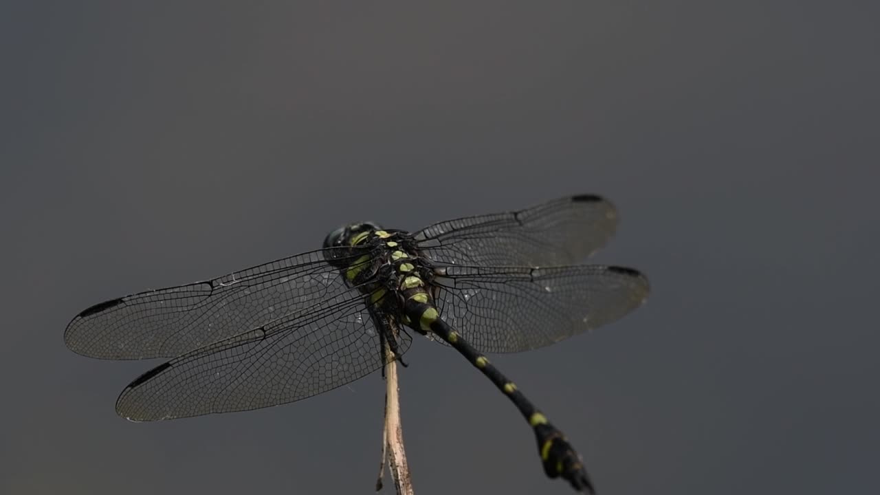 la libélula de cola de brida común se ve comúnmente en tailandia y asia