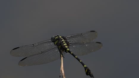 The-Common-Flangetail-dragonfly-is-commonly-seen-in-Thailand-and-Asia