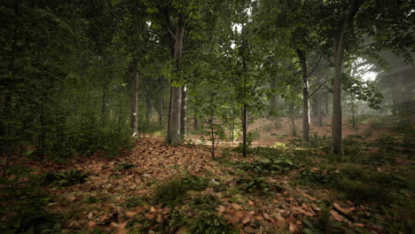 forest-trees-nature-green-wood-sunlight-view