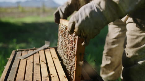 an unrecognizable male beekeeper working