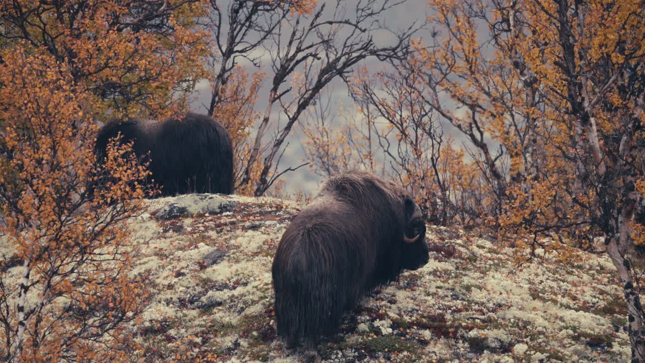 buey almizclero en su hábitat en dovrefjell durante la temporada de otoño en noruega